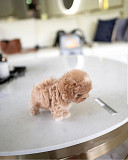 cute poodle puppy available from San Jose