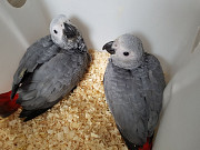 Congo african grey babies from Phoenix