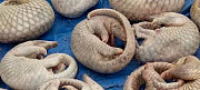 Babies pangolins and scales for sale from Sharjah