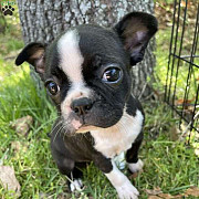 Boston Terrier Puppies For Sale (Female) Los Angeles