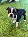 Boston Terrier Puppies For Sale (Female) Los Angeles