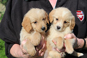 Golden retrievers puppies girls and boys from Salalah