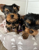 Yorkie puppies for adoption Denver