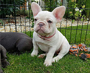French Bulldog available for sale. from Darwin