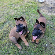 Adorable malinois puppies for sale. from Salalah