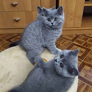 Brits shorthaar kittens available for sale. from Salalah