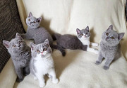 Lovely brits shorthaar kittens for sale. Denver