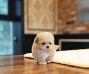 Maltipoo puppies for sale Brooklyn Center