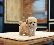 Maltipoo puppies for sale Brooklyn Center