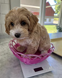Looking for a sweet home Cute lovely Maltipoo puppy Madison