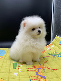 Pomeranian puppy available from Denver
