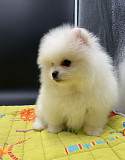 Pomeranian puppy available from Denver