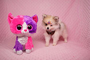 Teacup Pomeranian puppy available from Sydney