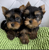 Yorkshire Terrier from Oakland
