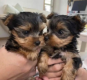 Yorkshire Terrier from Oakland