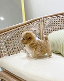 Teacup poodle Puppies for sale from Wilmington