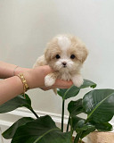 Teacup poodle Puppies for sale from Wilmington