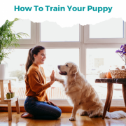 How to train your puppy Pensacola