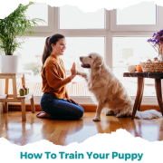 How to train your puppy Pensacola
