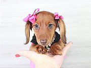 Dachshund puppy ready for Christmas from Oklahoma City