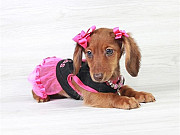 Dachshund puppy ready for Christmas from Oklahoma City