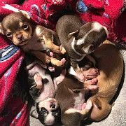 Cute puppies for adoption Dallas