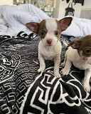 Cute puppies for free adoption Dallas