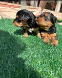 Yorkies for adoption from Fresno