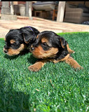Yorkies for adoption from Fresno