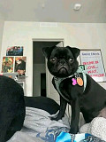 Black female pug puppy for adoption from London
