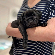 Black female pug puppy for adoption from London