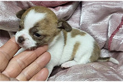 Chihuahua Puppies 8 weeks old from Denver
