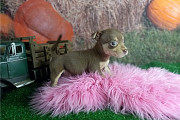 Longhaired Chihuahuas For Sell CKC Papered from Lansing