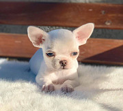 Chihuahua Puppies from Saint Paul