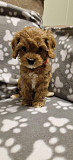 Adorable f1 cavapoo puppies available for rehoming from Denver