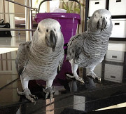 African grey parrot Dubai