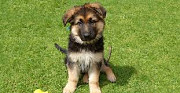 Little German shepherd dog for sale from Oakland
