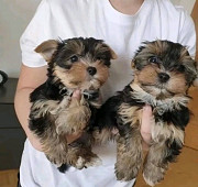 Healthy Teacup Yorkies from Lincoln