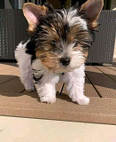 Lovey Yorkshire Terrier Puppy from Trenton