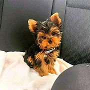 AKC Registered Teacup Yorkies Puppies Availables from Albany