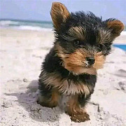 AKC Registered Teacup Yorkies Puppies Availables from Albany