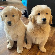golden Retriever puppies available from Abu Dhabi