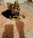 We have yorkie pups looking for a new home just send a message from Galveston