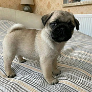 Pug puppies available for sale from Dublin