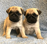 Pug puppies available for sale from Dublin