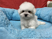 Adorable Maltese puppy available Albany