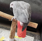 Beautiful African grey parrots for sale from Phoenix