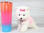 pomeranian puppies available from Denver