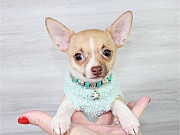 chihuahua puppies available from Texas City