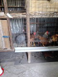 Poultry Farm Specialist Needed Full Time Migori